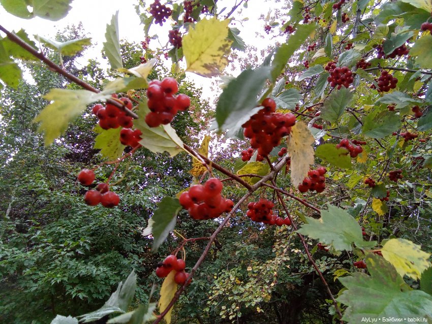 Томми и Чайка — Разные шарнирные куклы (не БЖД): редкие (фото 9)