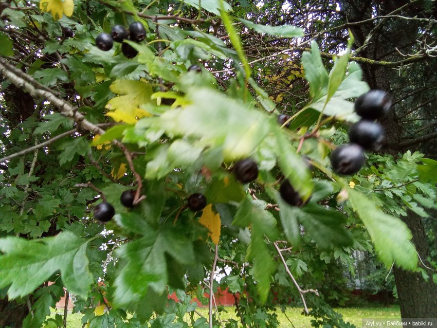 Томми и Чайка — Разные шарнирные куклы (не БЖД): редкие (фото 8)