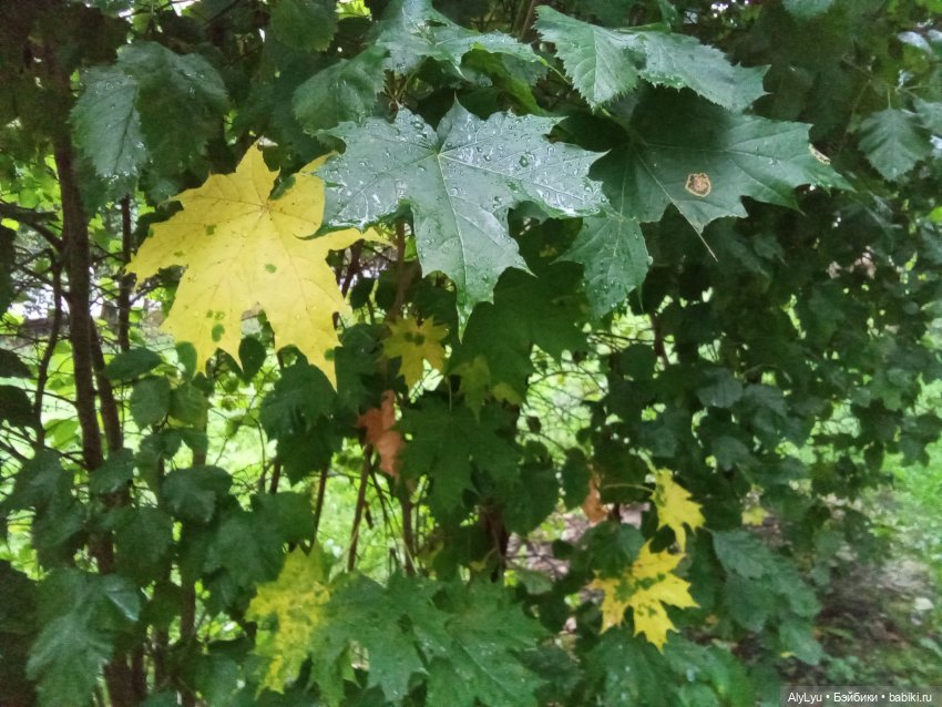 Томми и Чайка — Разные шарнирные куклы (не БЖД): редкие