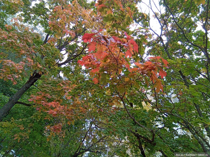 Томми и Чайка — Разные шарнирные куклы (не БЖД): редкие