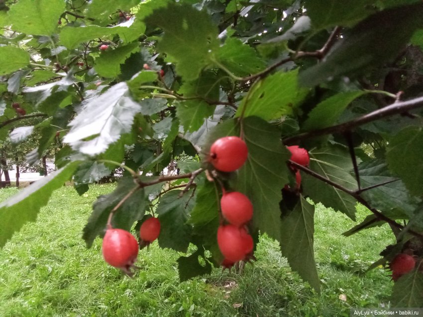Томми и Чайка — Разные шарнирные куклы (не БЖД): редкие (фото 10)
