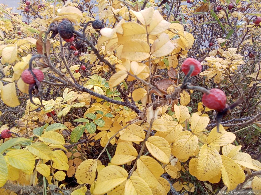 Колыбельная — Рисование и арт: скетчи (фото 7)