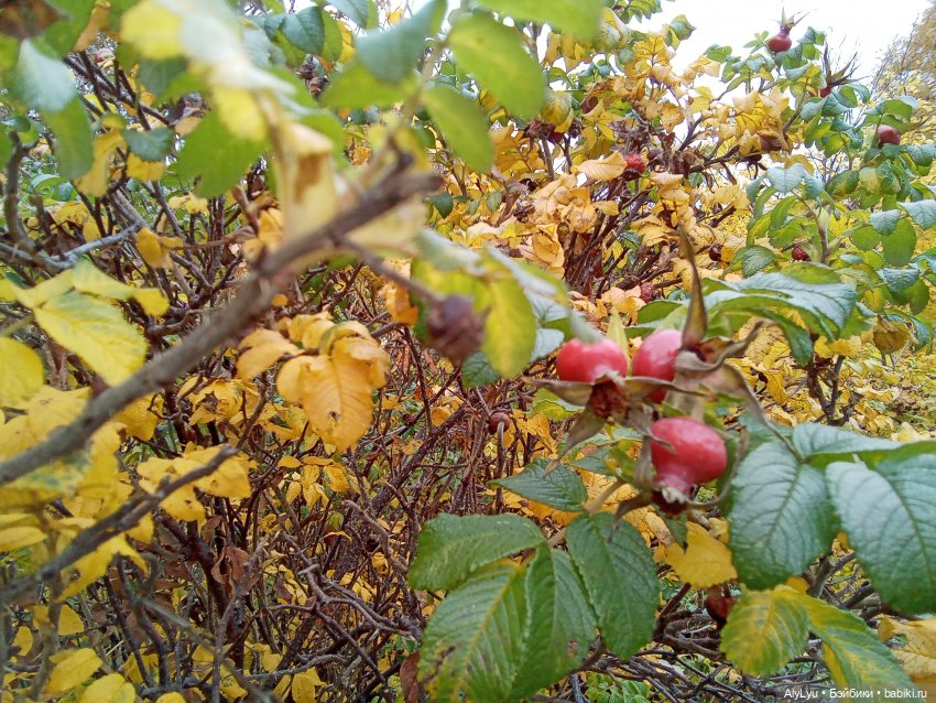 Колыбельная — Рисование и арт: скетчи (фото 8)