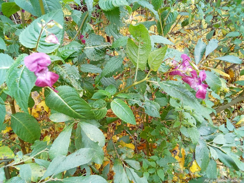 Колыбельная — Рисование и арт: скетчи (фото 10)