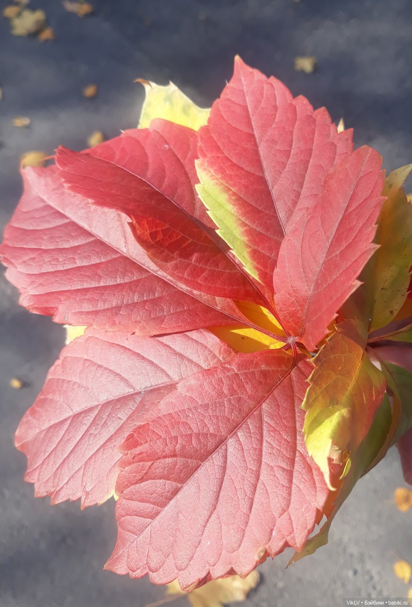 Одним осенним солнечным деньком (фото 8)