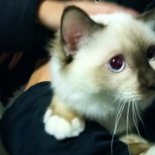 Комочки счастья