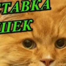 Выставка котят и кошек