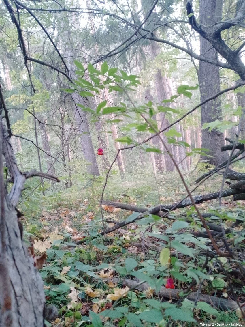 Осенние прогулки, вторая часть (фото 10)