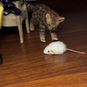 Бенгальский котик