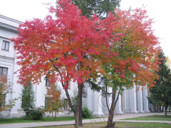 Несколько коротких мгновений, или Есть в осени первоначальной… | Бэйбики Несколько коротких мгновений, или Есть в осени первоначальной… (фото 4)