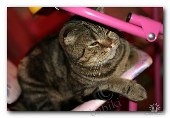 Три моих кота:) — Болталка и разговоры обо всем: жизнь (фото 7)