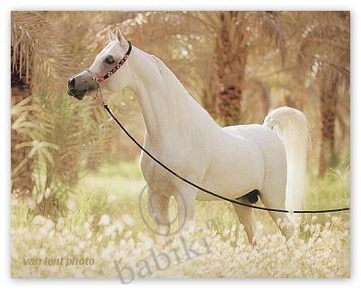 Вот что я люблю!!Не пугайтесь, не МакДональдс:) (фото 4)