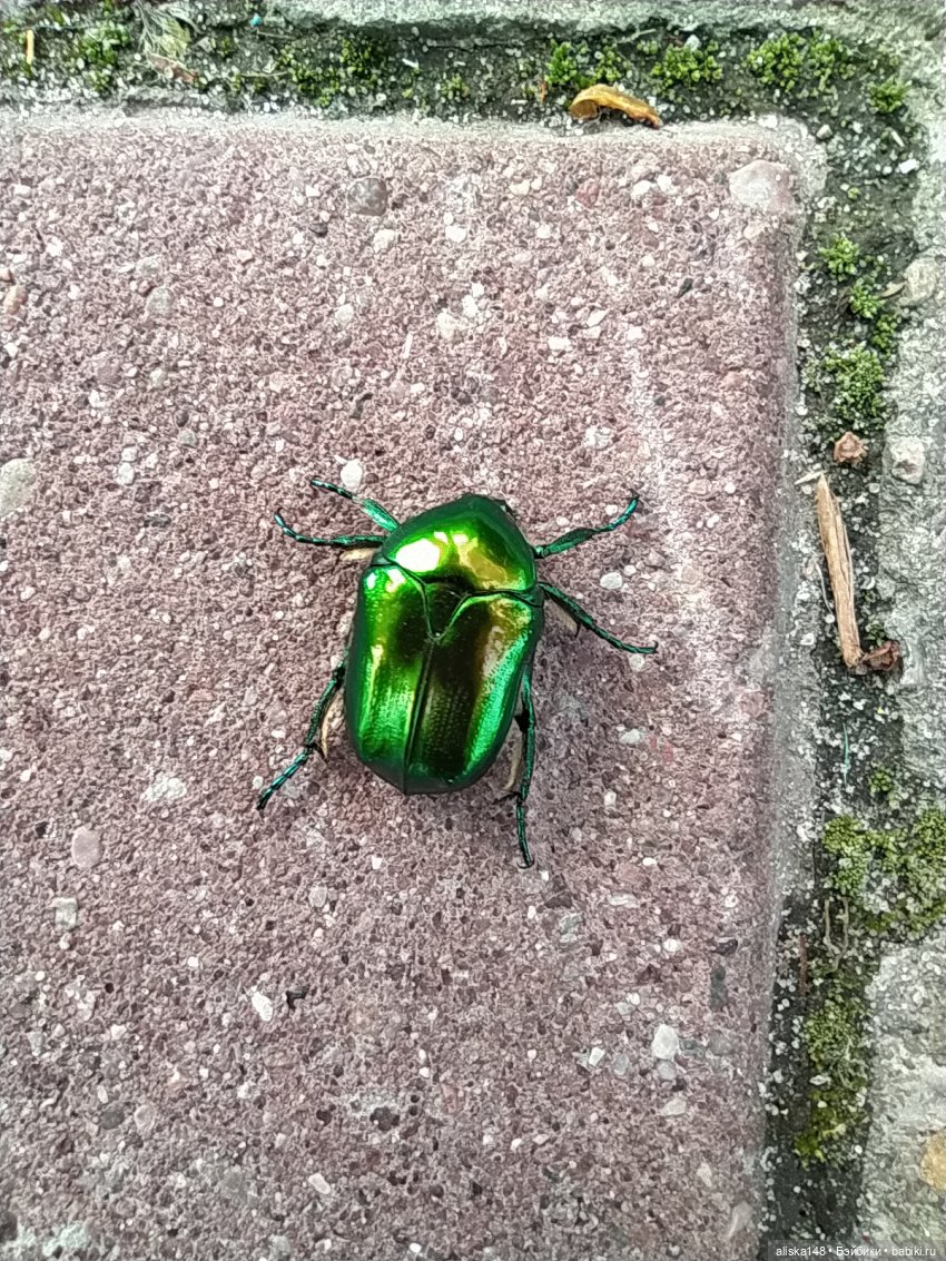 Путешествие в Гомель — Разные шарнирные куклы (не БЖД): редкие (фото 10)