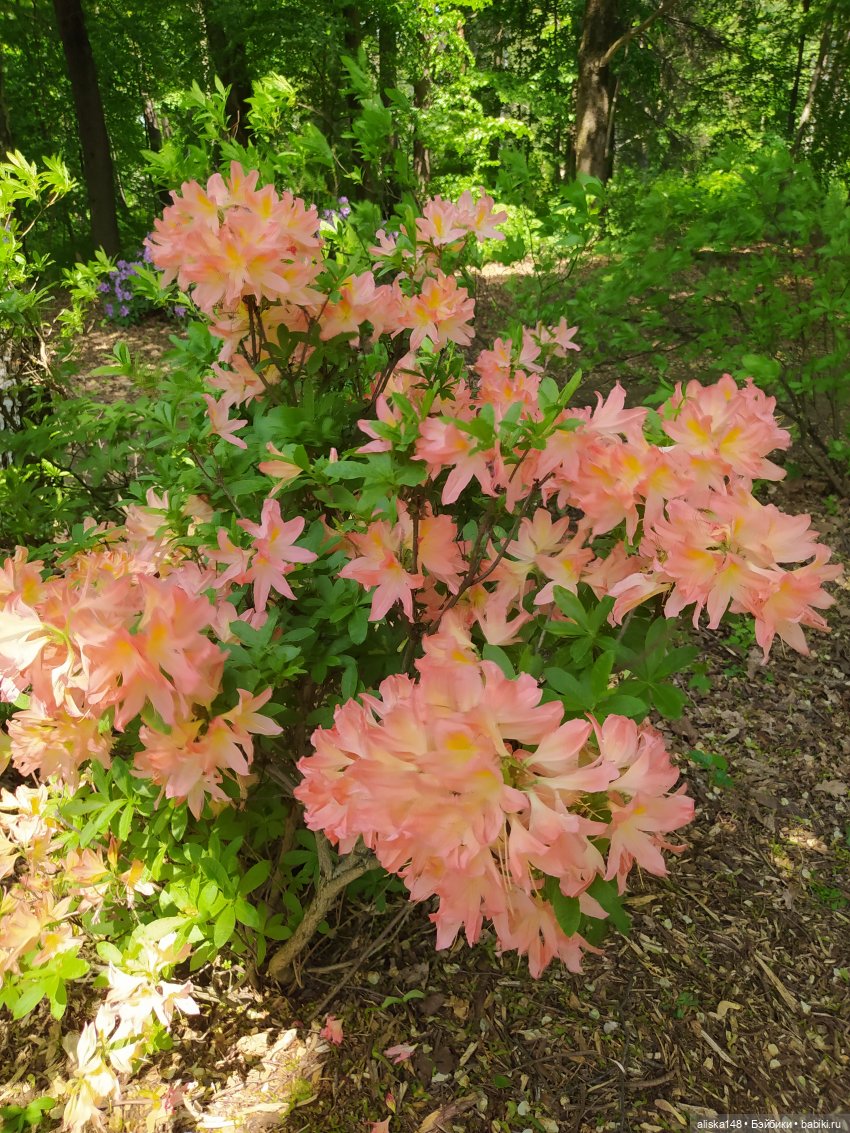 Моя Джолина — Куклы Jolina Zapf (Джолина): шарнирные балерины (фото 6)