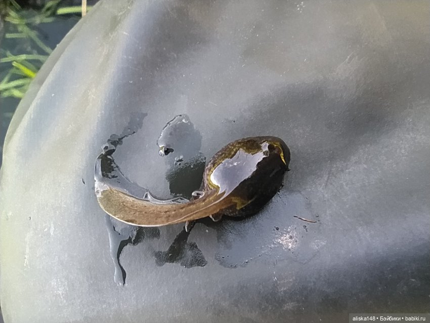 Яся в командировке — Куклы Baboliy (Баболи (фото 7)