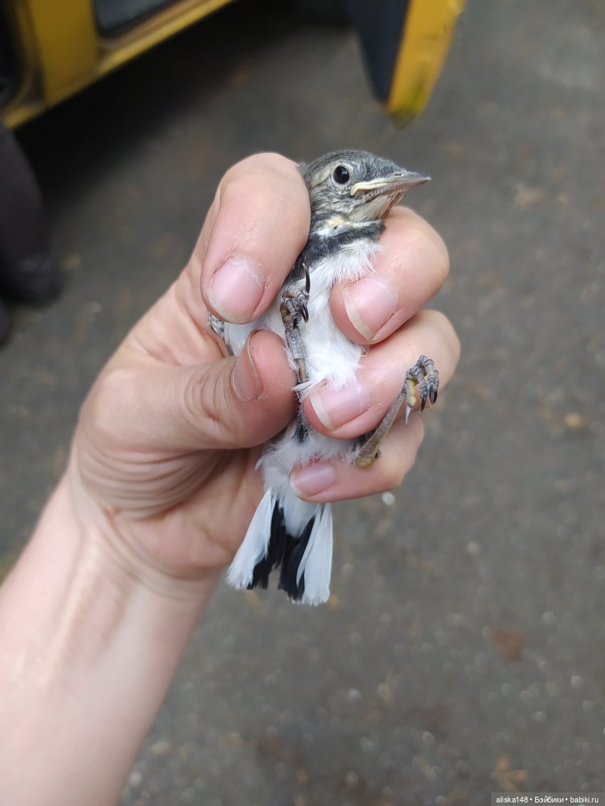 Яся в командировке — Куклы Baboliy (Баболи