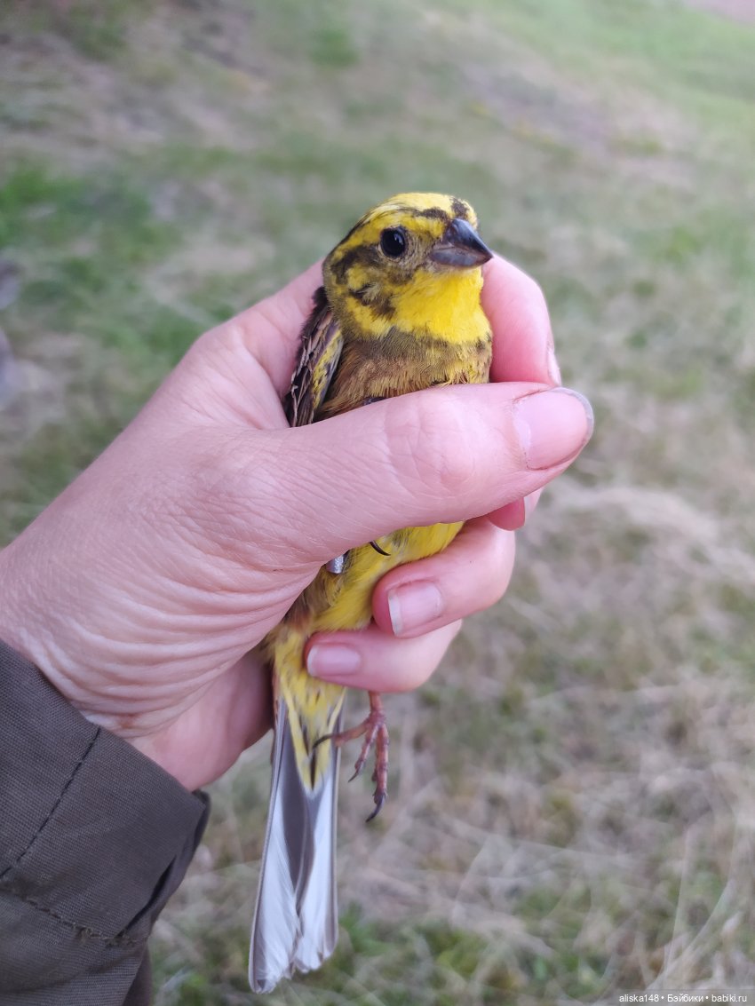 Яся в командировке — Куклы Baboliy (Баболи