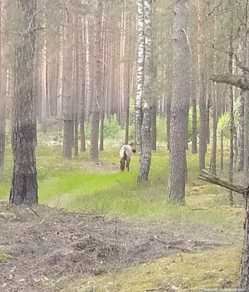 Яся в командировке — Куклы Baboliy (Баболи