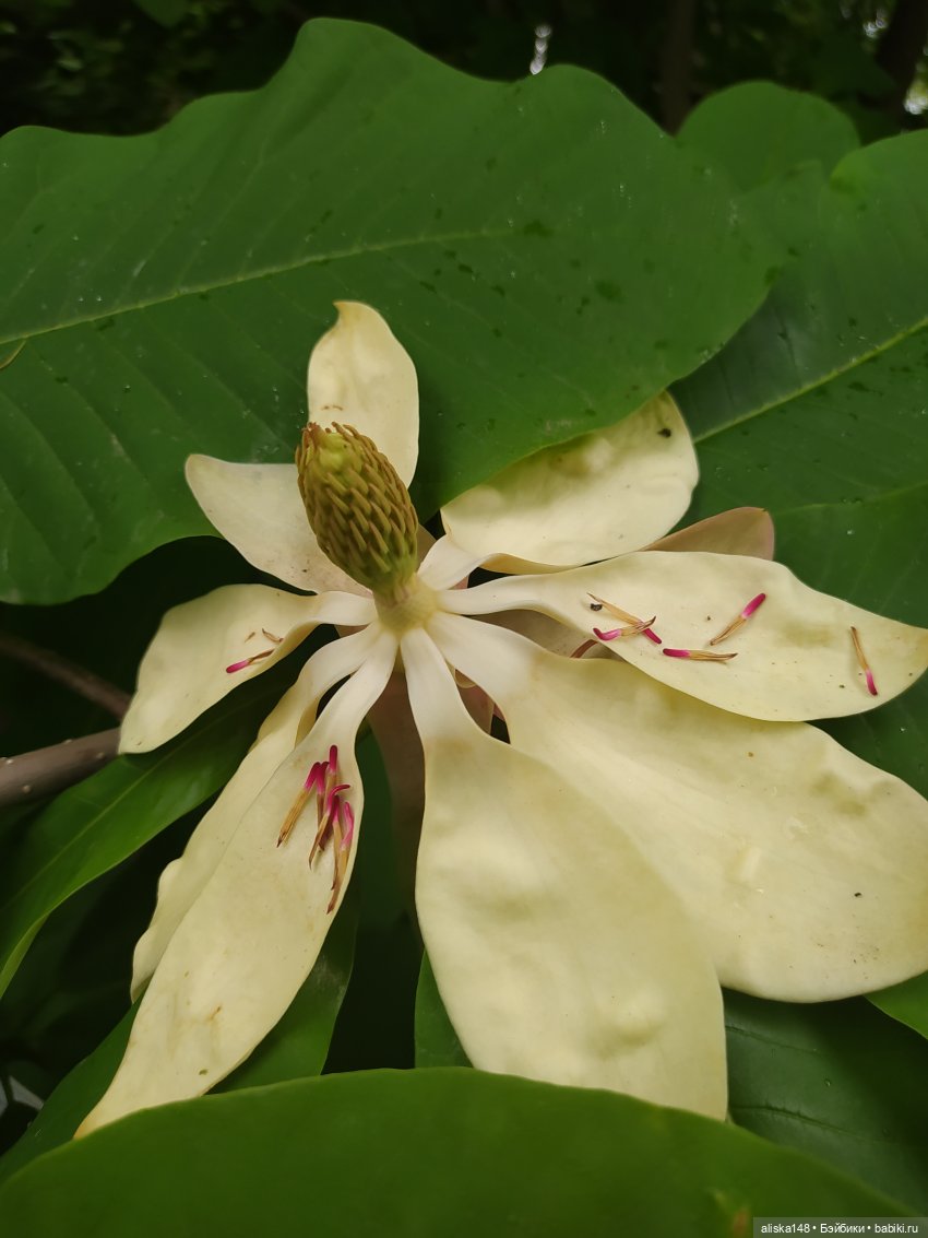 Гуляем по ботаническому саду (фото 5)