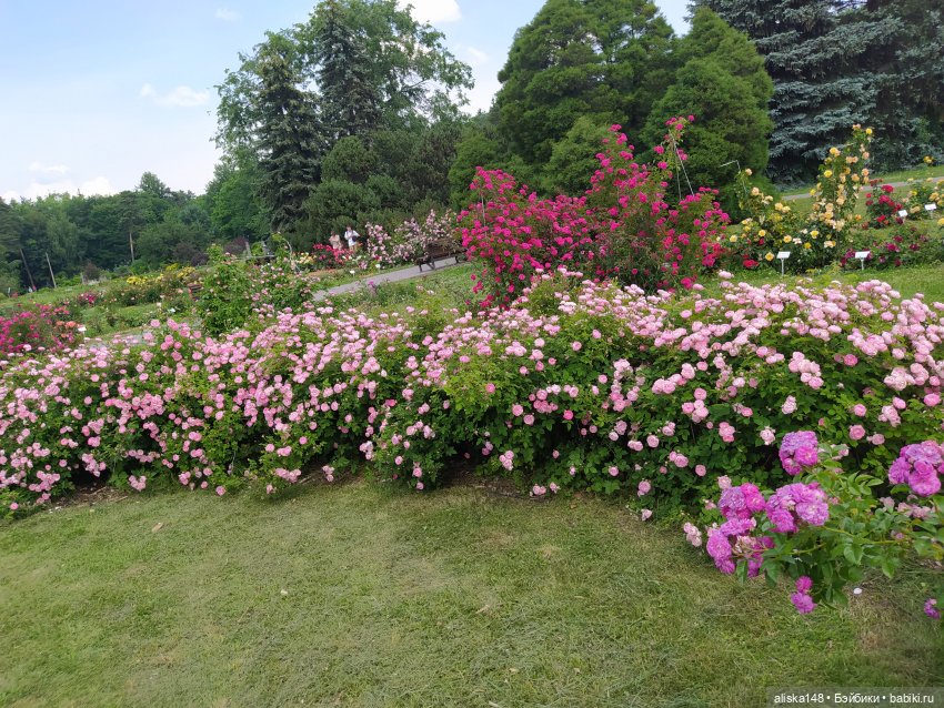 Гуляем по ботаническому саду (фото 2)