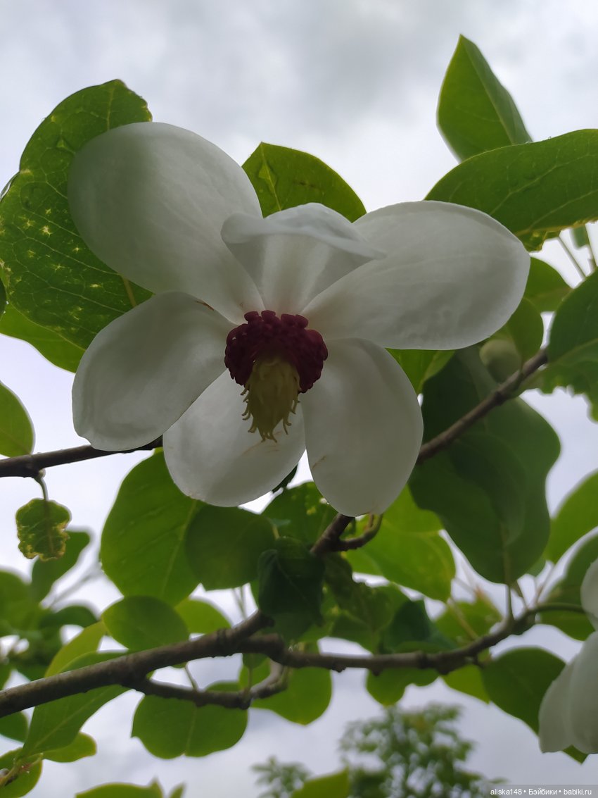 Гуляем по ботаническому саду (фото 4)