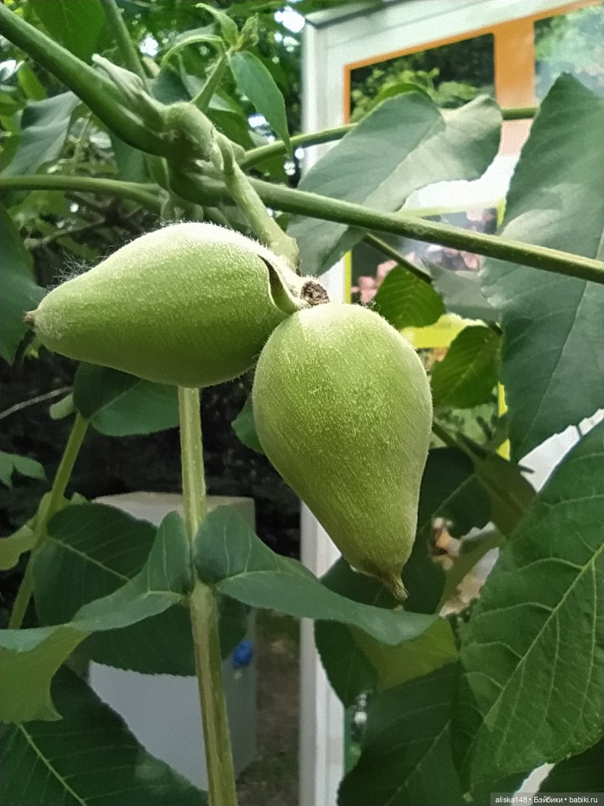 Гуляем по ботаническому саду