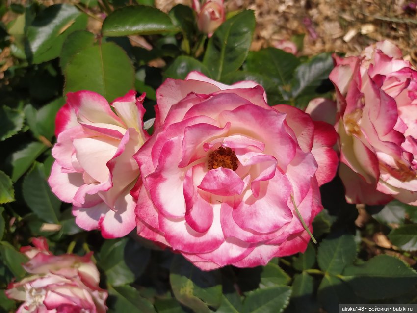 Гуляем по ботаническому саду