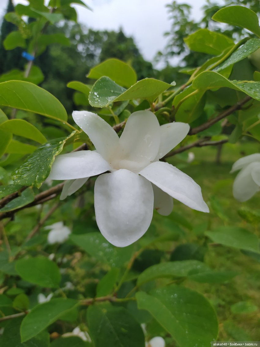 Гуляем по ботаническому саду (фото 3)
