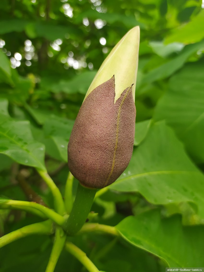 Гуляем по ботаническому саду (фото 6)