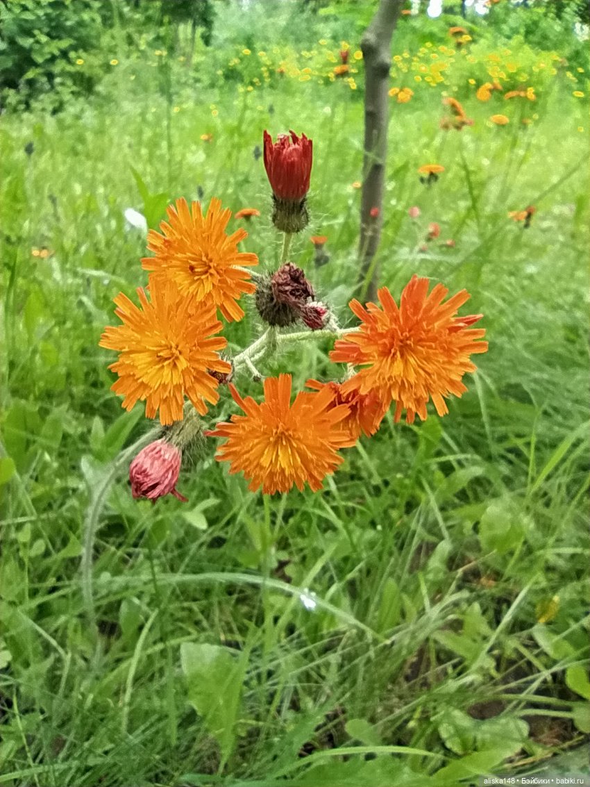 Гуляем по ботаническому саду