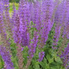 Гуляем по ботаническому саду