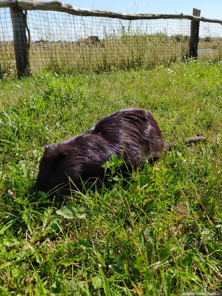 Зоопарк Диприз — Туризм и путешествия: фотоотчеты из поездок (фото 7)