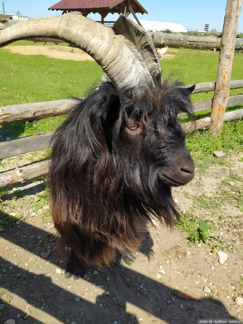 Зоопарк Диприз — Туризм и путешествия: фотоотчеты из поездок (фото 3)