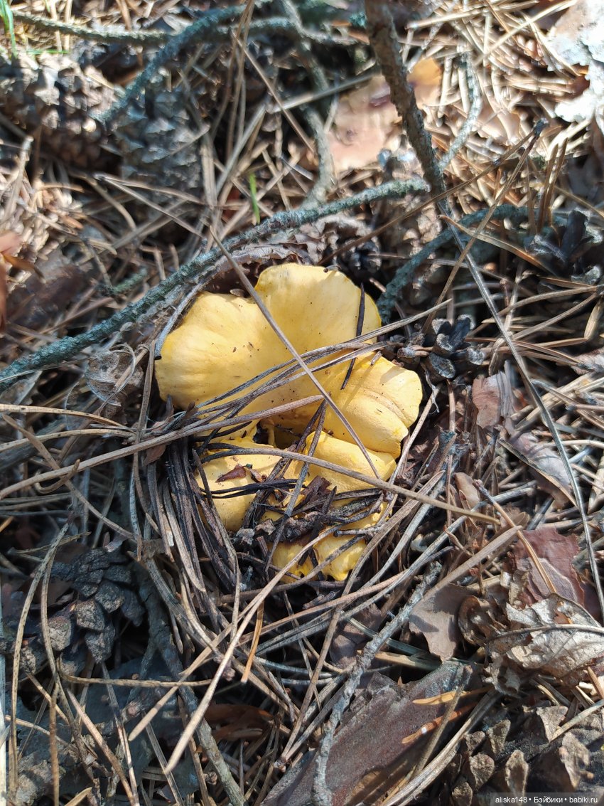 Отдых в заказнике Споровский (фото 8)