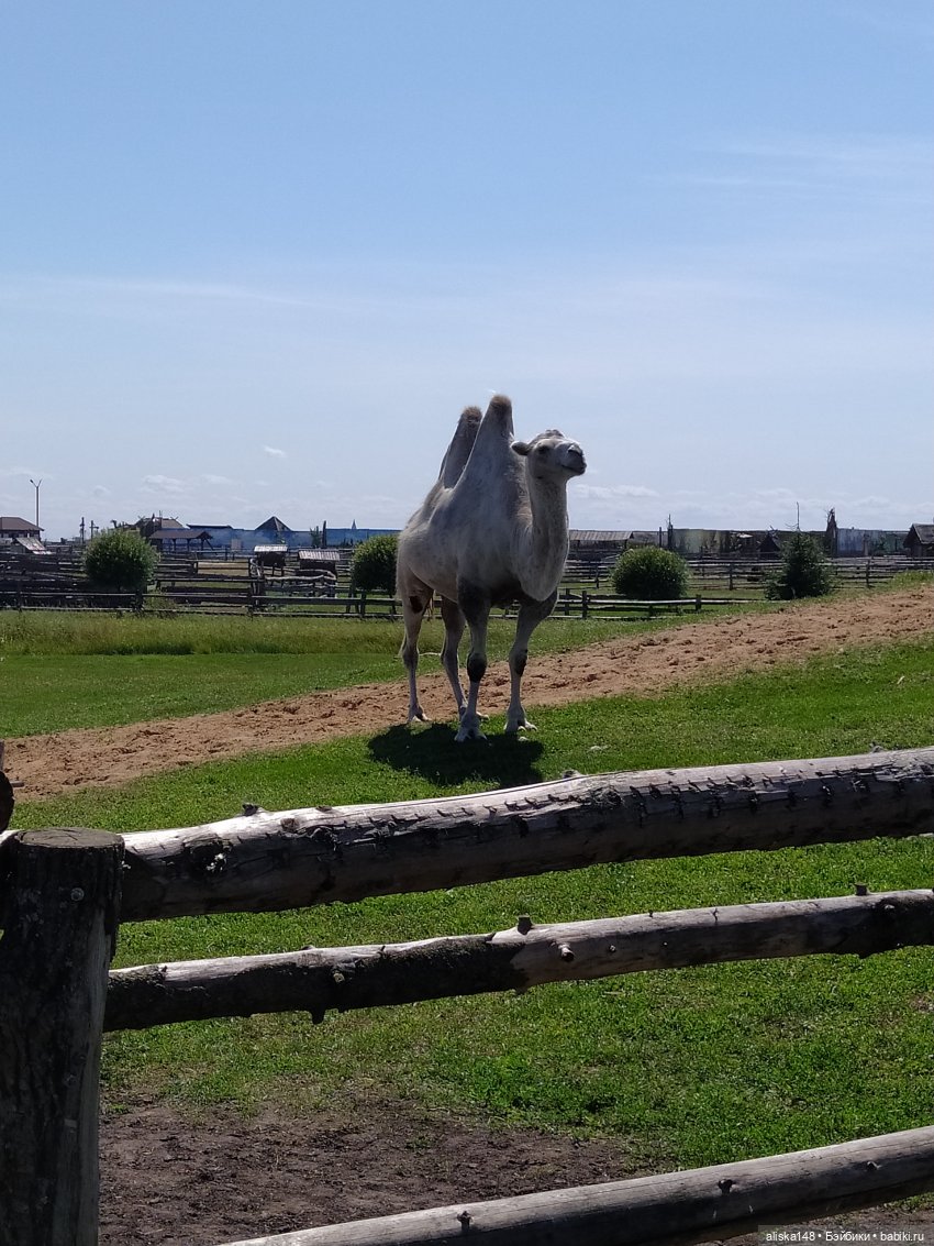 Зоопарк Диприз — Туризм и путешествия: фотоотчеты из поездок