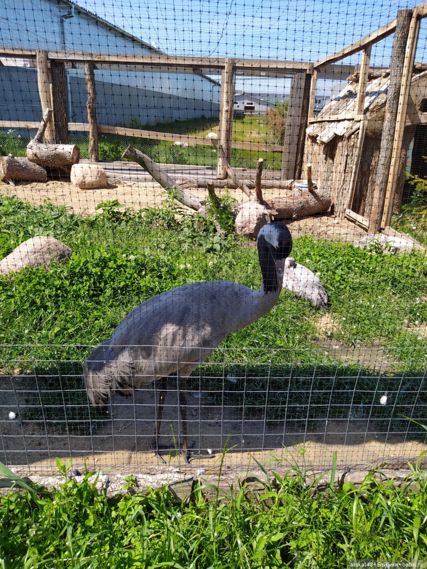 Зоопарк Диприз — Туризм и путешествия: фотоотчеты из поездок