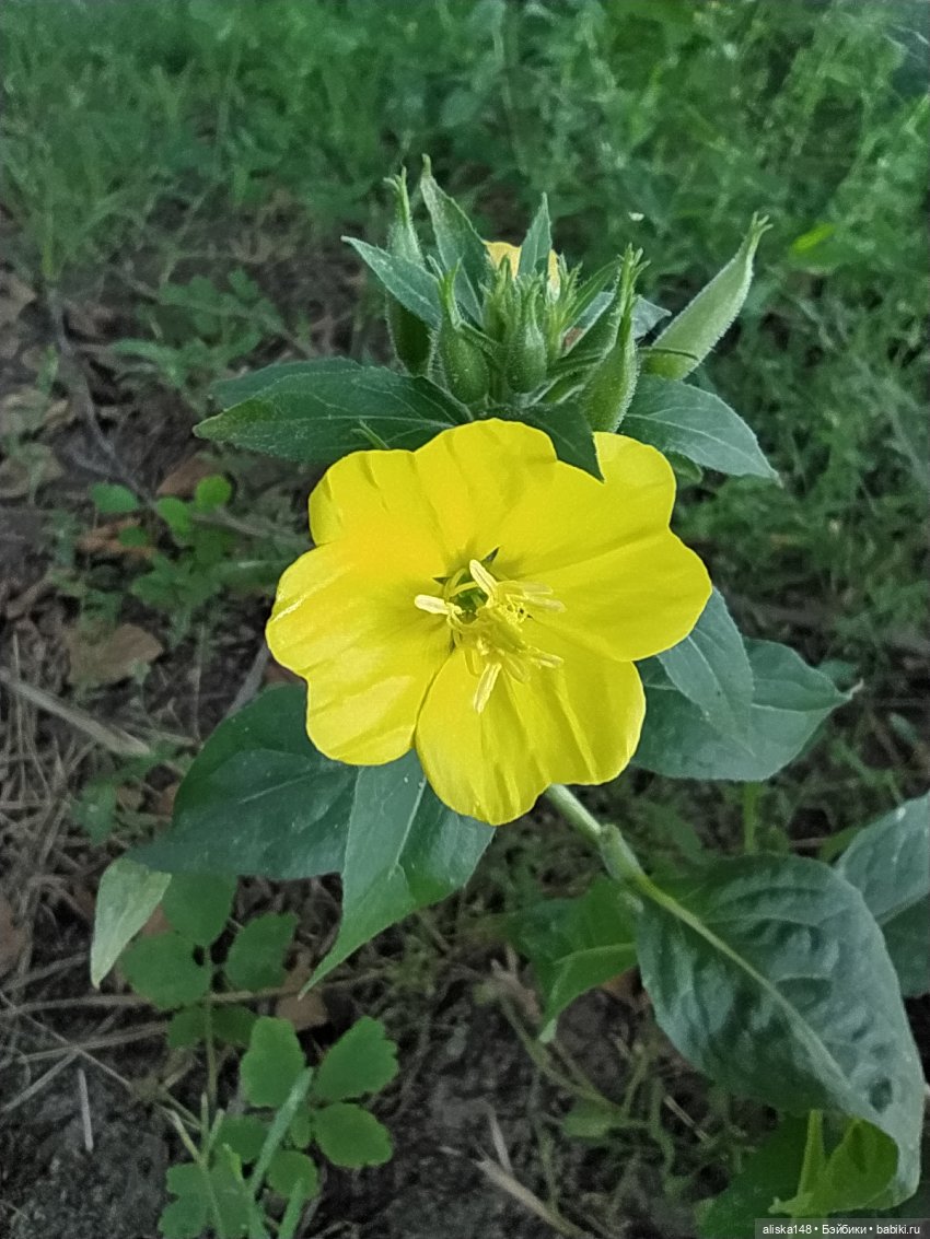 Отдых в заказнике Споровский (фото 5)