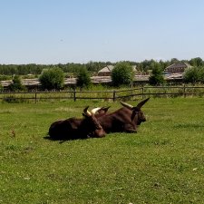 Зоопарк Диприз