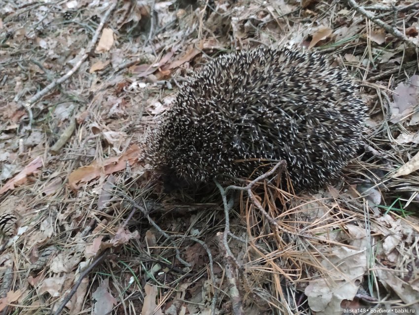 Отдых в заказнике Споровский (фото 7)