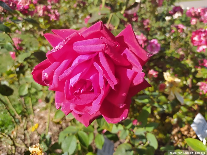 Ботанический сад в сентябре. Или первая прогулка Аси (фото 5)