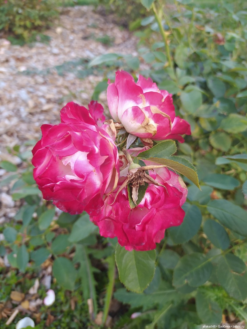 Ботанический сад в сентябре. Или первая прогулка Аси (фото 4)