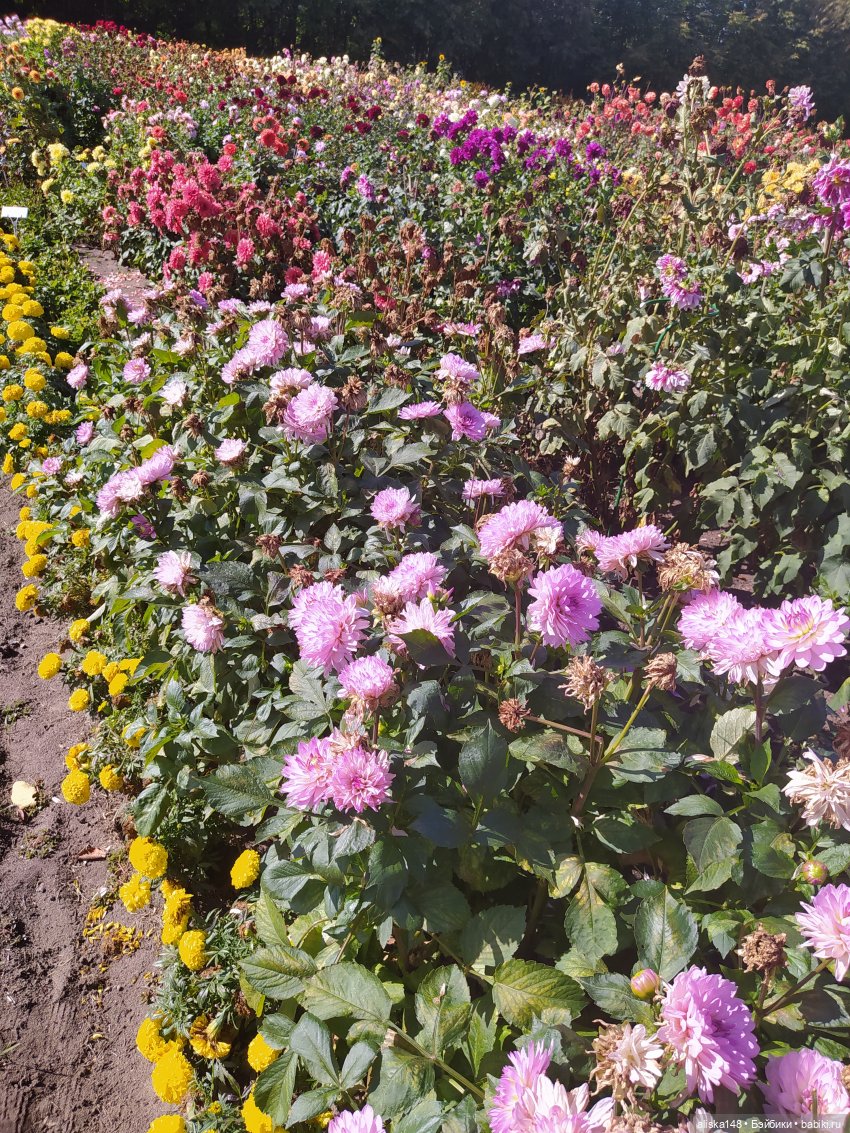 Ботанический сад в сентябре. Или первая прогулка Аси (фото 7)