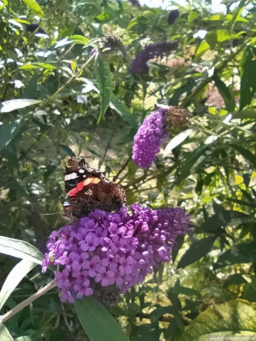 Ботанический сад в сентябре. Или первая прогулка Аси