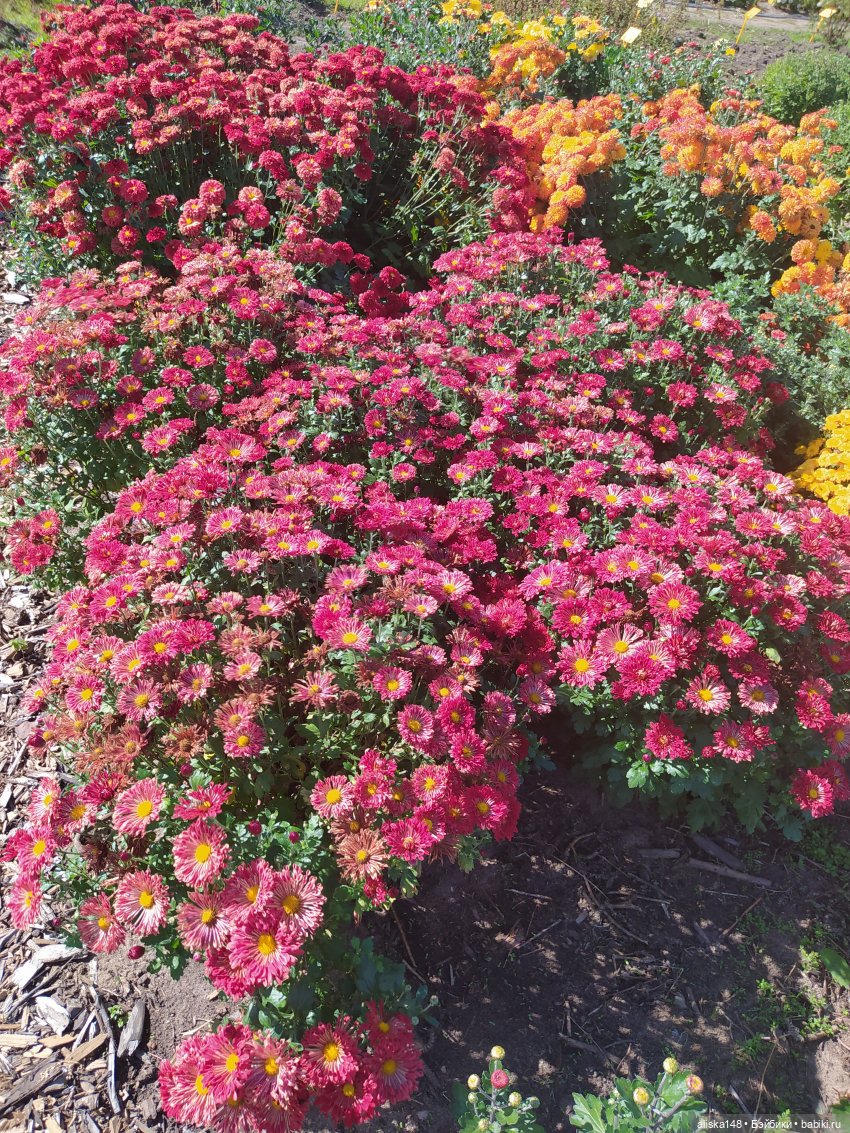 Ботанический сад в сентябре. Или первая прогулка Аси (фото 10)