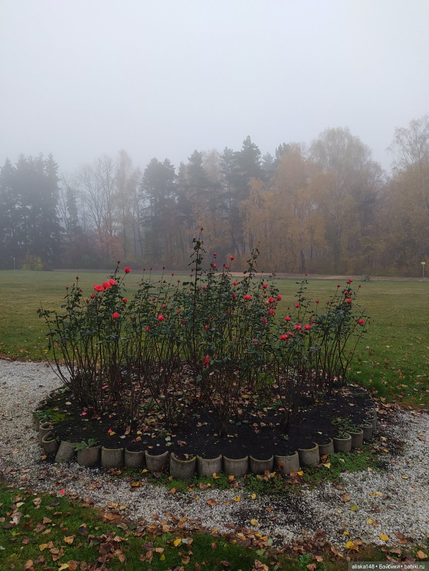 И снова осенние картинки — Куклы с Алиэкспресс (Aliexpress): Китайские шарнирные