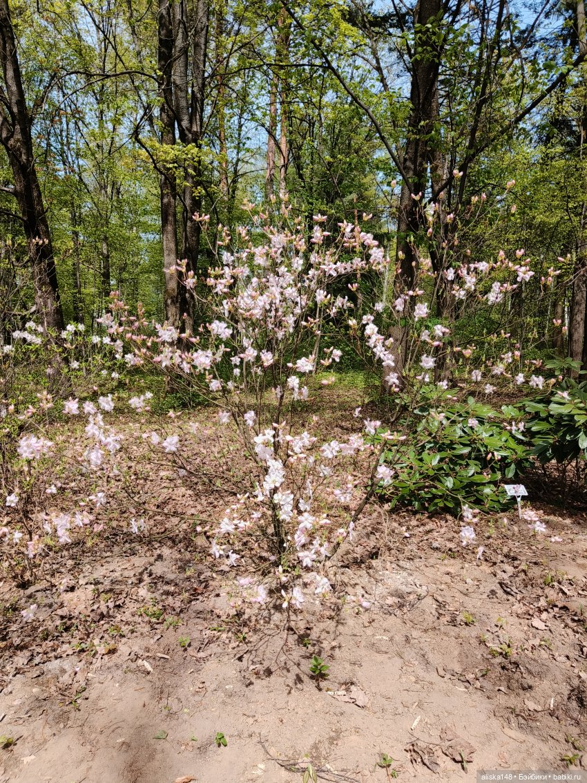 Куклы и цветы. Мадлен — Куклы с Алиэкспресс (Aliexpress): Китайские шарнирные (фото 3)