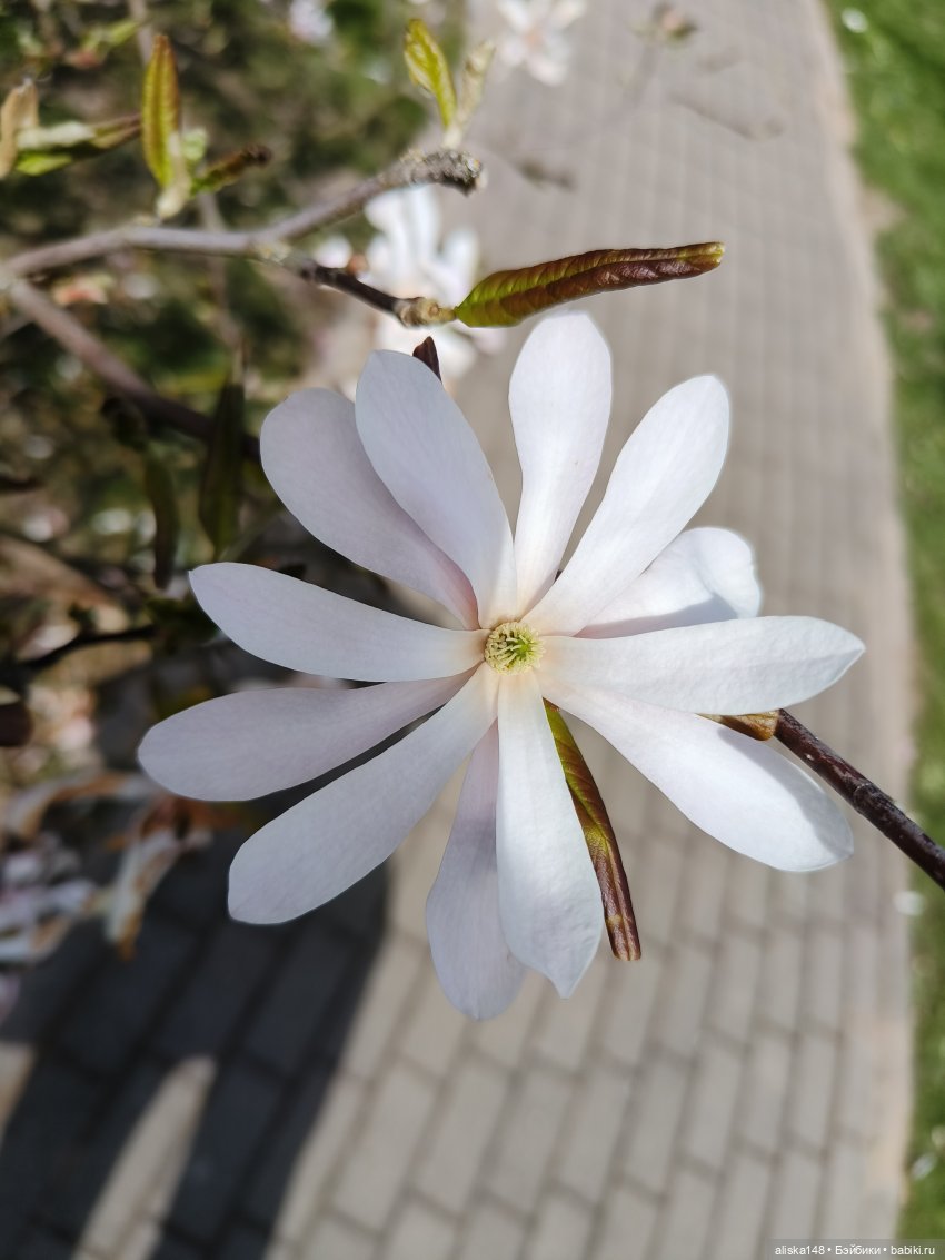 Куклы и цветы. Мадлен — Куклы с Алиэкспресс (Aliexpress): Китайские шарнирные (фото 6)