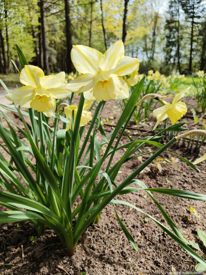 Куклы и цветы. Мадлен — Куклы с Алиэкспресс (Aliexpress): Китайские шарнирные