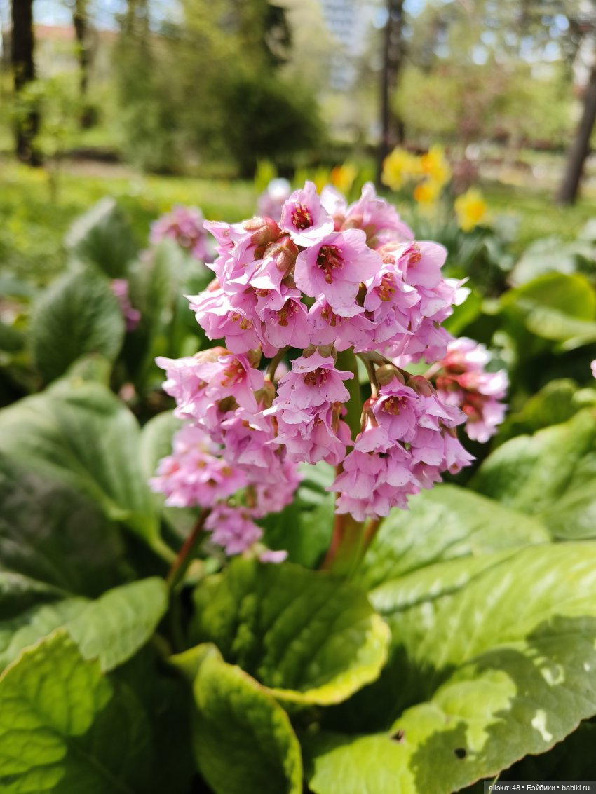 Куклы и цветы. Мадлен — Куклы с Алиэкспресс (Aliexpress): Китайские шарнирные