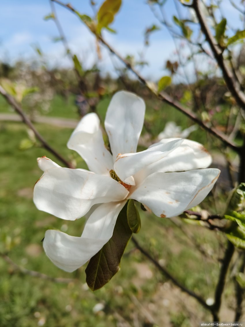 Куклы и цветы. Мадлен — Куклы с Алиэкспресс (Aliexpress): Китайские шарнирные (фото 5)